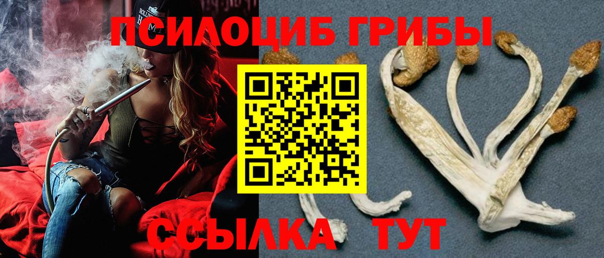 Галлюциногенные грибы Psilocybine cubensis  Вход с VPN  Вятские Поляны 